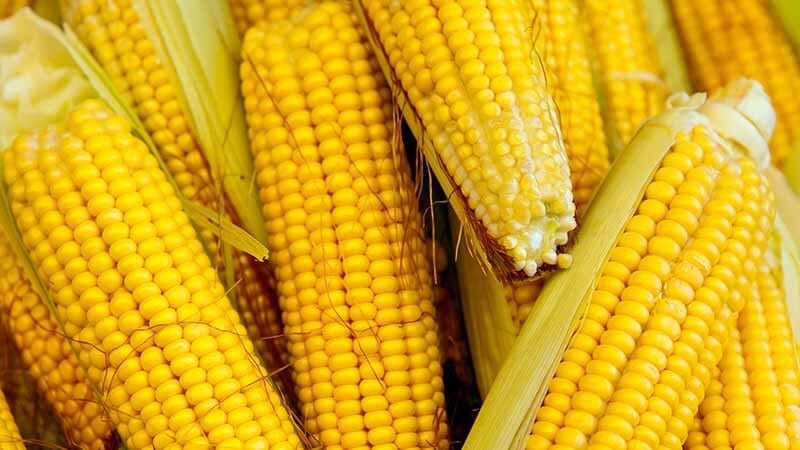 corn-recipes