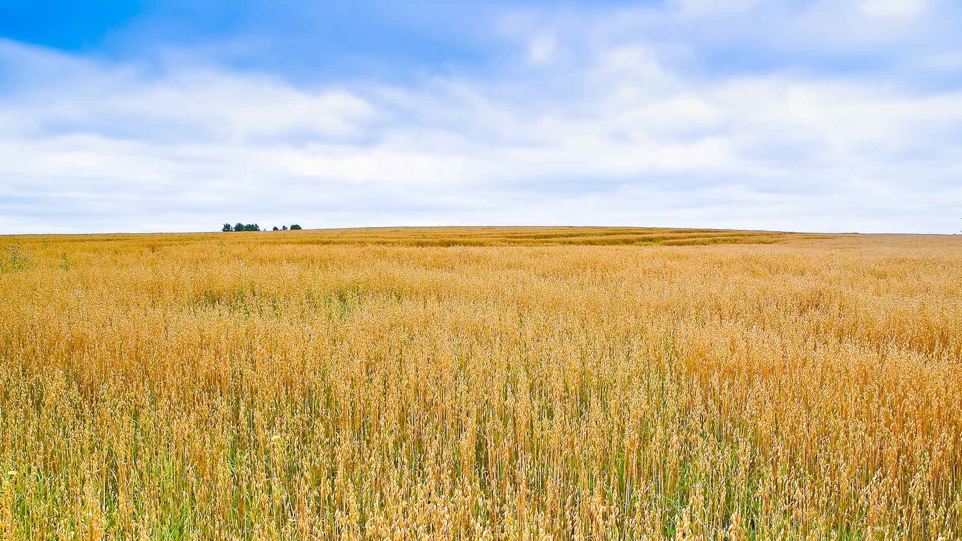 Liens L Association Canadienne Des Exportateurs L alimentation