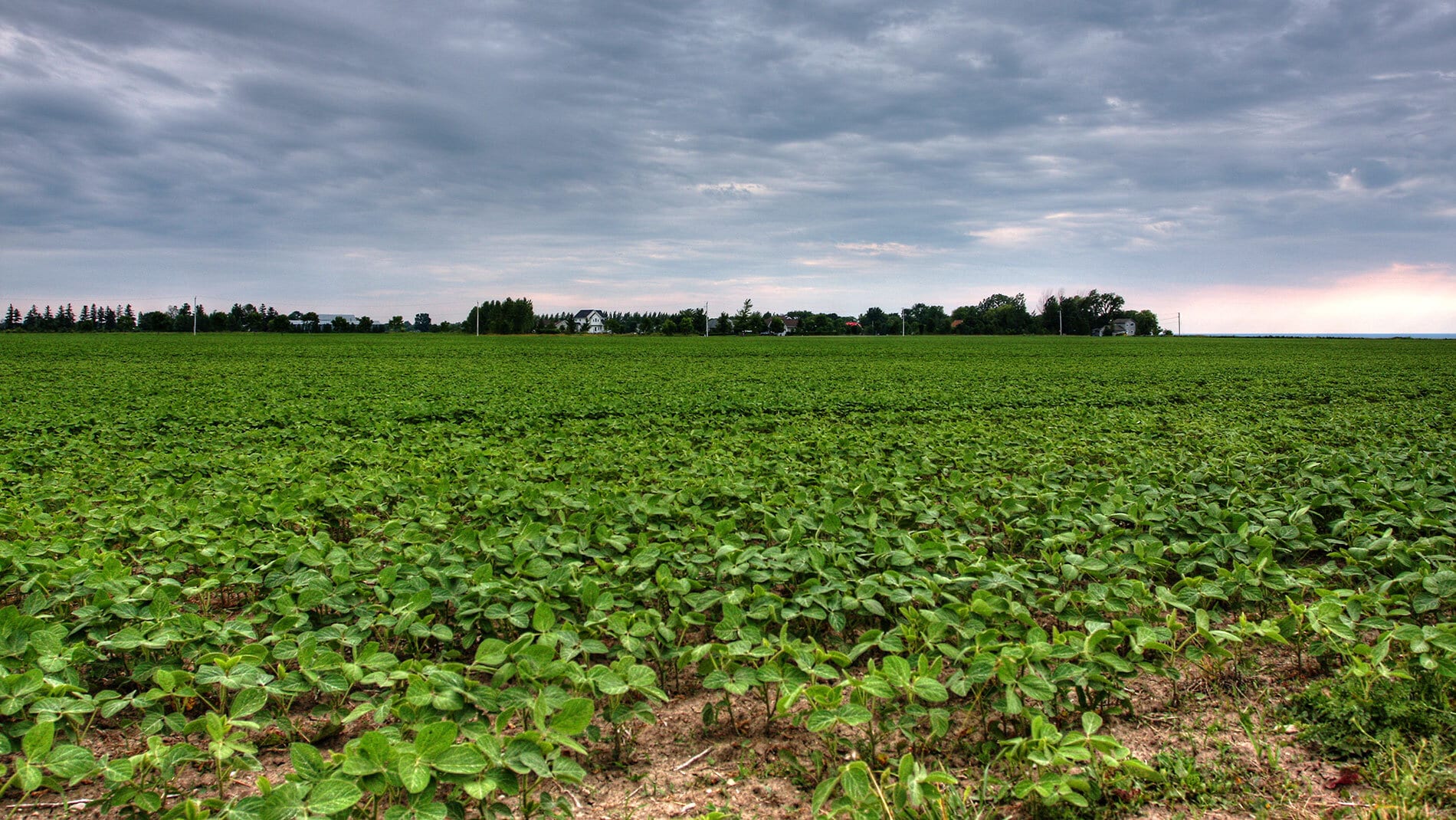 Services Canadian Food Exporters Association (CFEA)