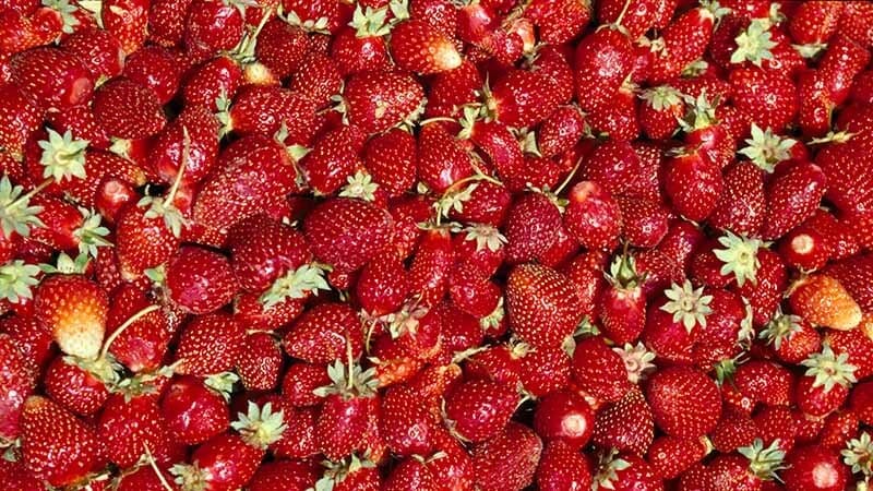 strawberries-recipes